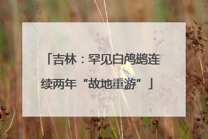 吉林：罕见白鸬鹚连续两年“故地重游”